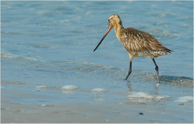 PFUHLSCHNEPFE, BAR-TAILED GODWIT, LIMOSA LAPPONICA