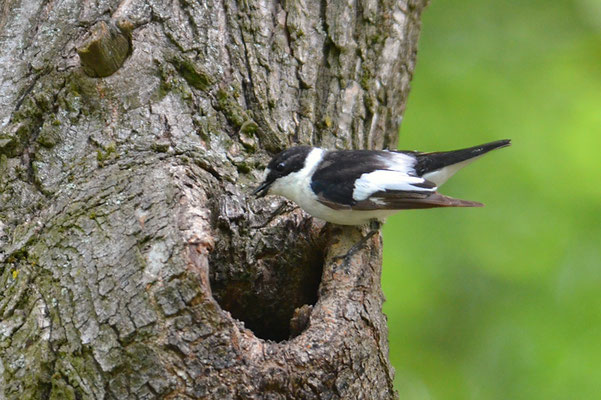 HALSBANDSCHNÄPPER, COLLARED FLYCATCHER, FICEDULA ALBICOLLIS
