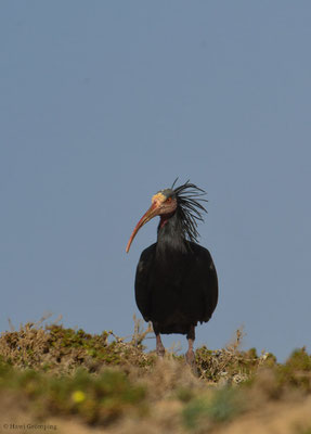 WALDRAPP, BALD IBIS, GERONTICUS EREMITA