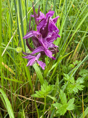 Breitblättriges Knabenkraut (Dactylorhiza majalis)
