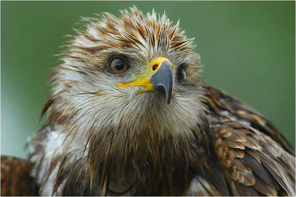 SCHWARZMILAN, BLACK KITE, MILVUS MIGRANS