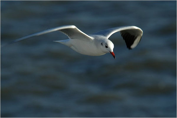 LACHMÖWE, BLACK-HEADED GULL, CHROICOCEPHALUS RIDIBUNDUS