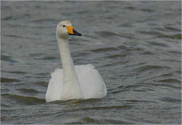 SINGSCHWAN, WHOOPER SWAN, CYGNUS CYGNUS
