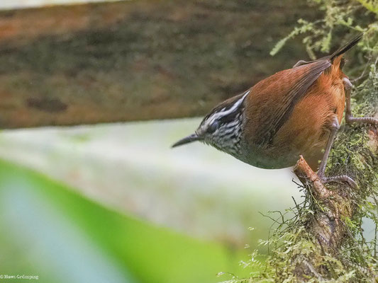 EINSIEDLERZAUNKÖNIG, GRAY-BREASTED WOOD-WREN - HENICORHINA LEUCOPHRYS