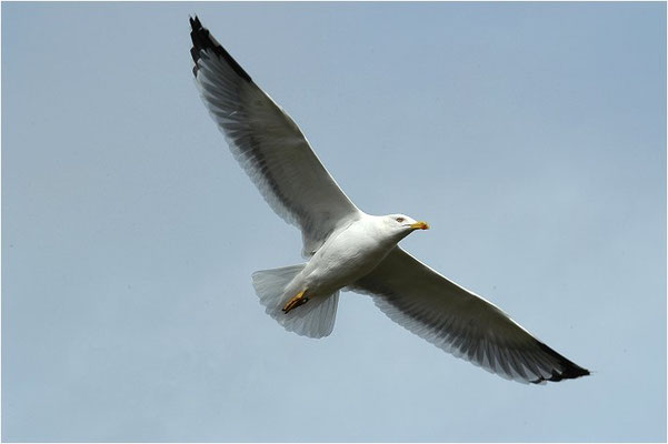 MITTELMEERMÖWE, YELLOW-LEGGED GULL, LARUS MICHAHELLIS