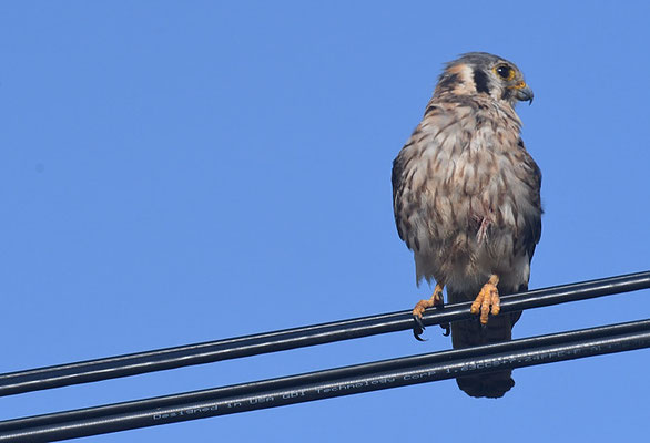 BUNTFALKE, AMERICAN KESTREL, FALCO SPARVERIUS - CURACAO