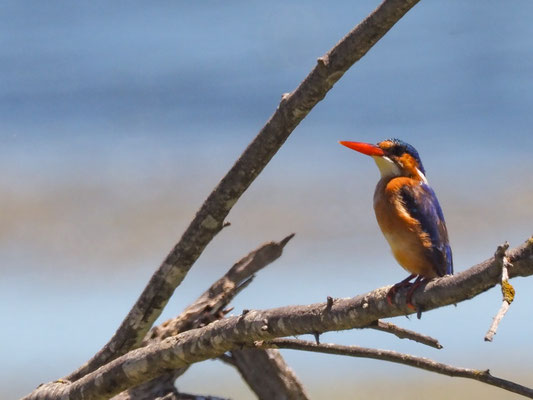 Haubenzwergfischer, Malachite Kingfisher - Alcedo cristata