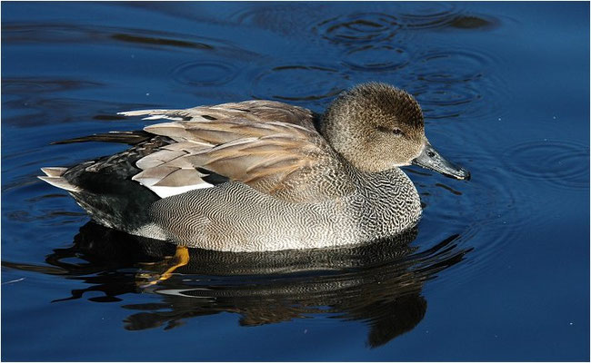 SCHNATTERENTE, GADWALL, ANAS STREPERA