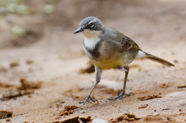 KAPSTELZE, CAPE WAGTAIL, MOTACILLA CAPENSIS
