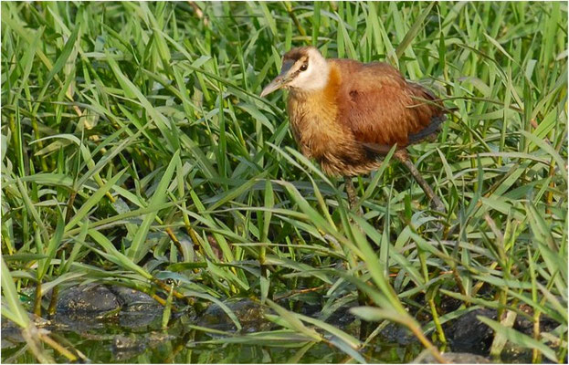 BLAUSTIRN-BLATTHÜHNCHEN, AFRICAN JACANA, ACTOPHILORNS AFRICANUS