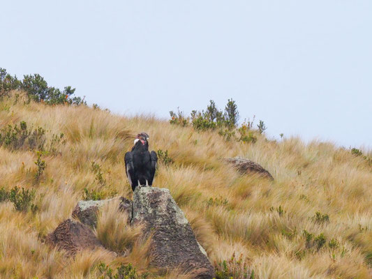 ANDENKONDOR, ANDEAN CONDOR - VULTUR GRYPHUS