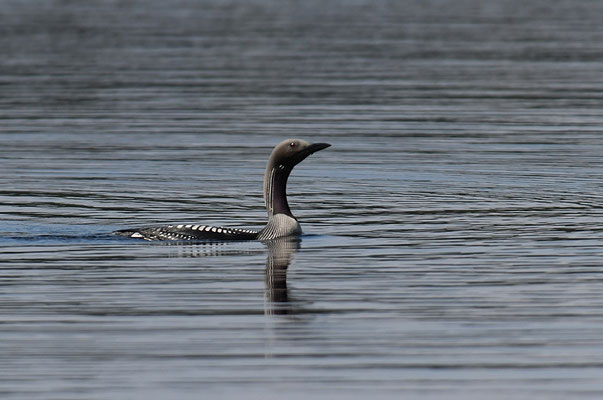 PRACHTTAUCHER, BLACK-THROATED LOON, GAVIA ARCTICA