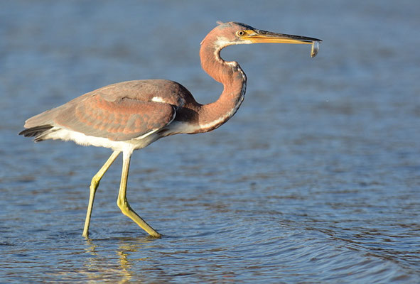 DREIFARBENREIHER, TRICOLORED HERON, EGRETTA TRICOLOR