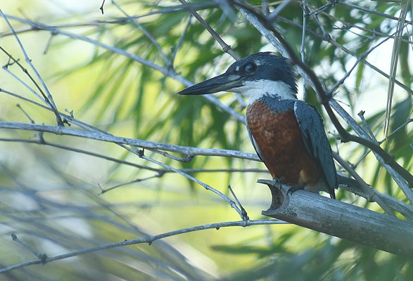 ROTBRUSTFISCHER, RINGED KINGFISHER, MEGACERYLE TORQUATA