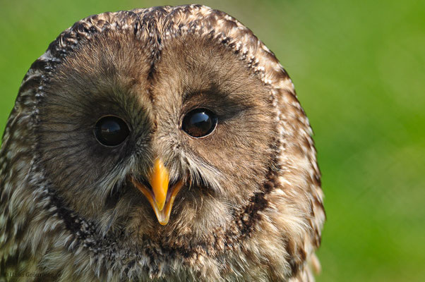 HABICHTSKAUZ, URAL OWL, STRIX URALENSIS