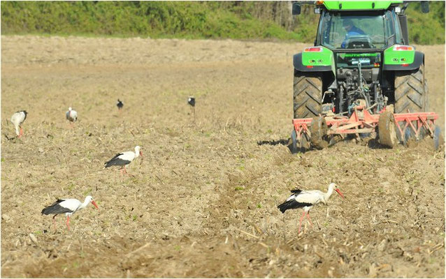 WEISSSTORCH, WHITE STORK, CICONIA CICONIA