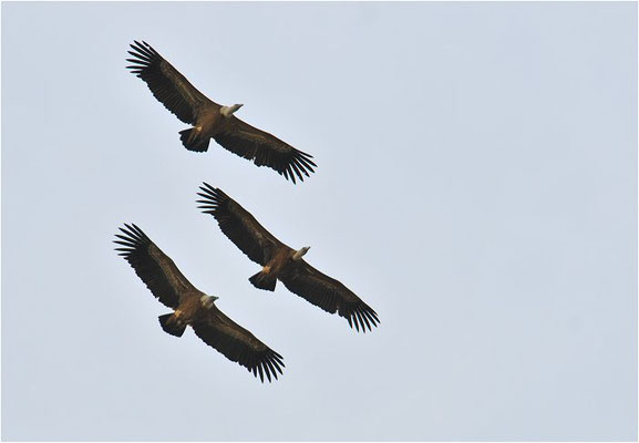 GÄNSEGEIER, GRIFFON VULTURE, GYPS FULVUS