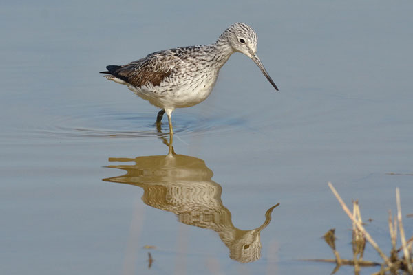 GRÜNSCHENKEL, GREENSHANK, TRINGA NEBULARIA
