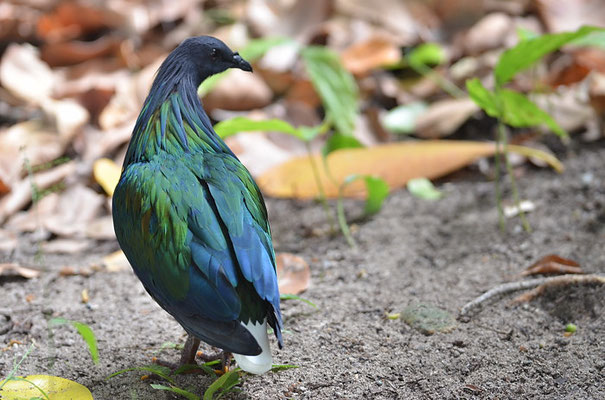 NICOBARTAUBE, NICOBAR PIGEON, CALOENAS NICOBARICA