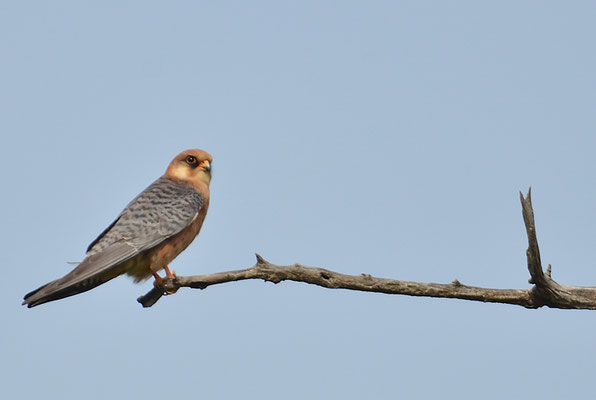 ROTFUSSFALKE, RED-FOOTED FALCON, FALCO VESPERTINUS