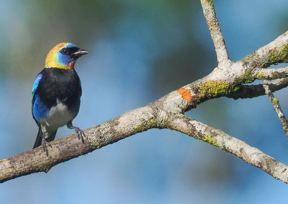 PUPURMASKENTANGARE, GOLDEN-HOODED TANAGER, TANGARA LARVATA