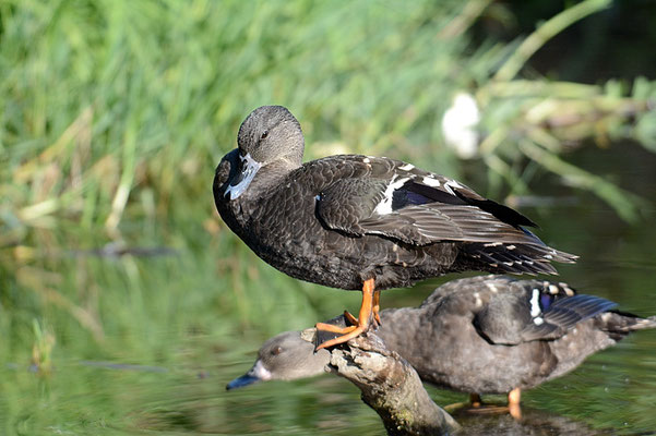 SCHWARZENTE, AFRICAN BLACK DUCK, ANAS SPARSA
