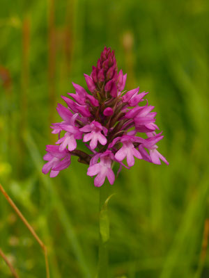 Pyramidenorchis