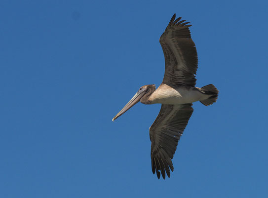 BRAUNER PELIKAN, BROWN PELICAN, PELECANUS OCCIDENTALIS