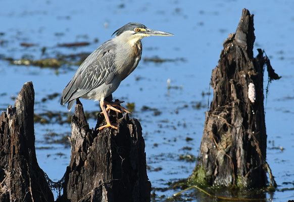 MANGROVENREIHER, STRIATED HERON, BUTORIDES STRIATA
