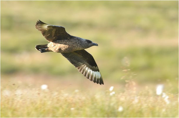 SKUA, GREAT SKUA, STERCORARIUS SKUA