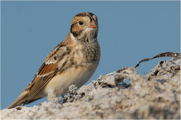 SPORNAMMER, LAPLAND BUNTING, CALCARIUS LAPPONICUS