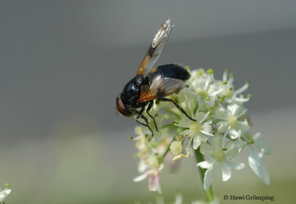 GELBFLECK-WALDSCHWEBFLIEGE, VOLUCELLA INFLATA