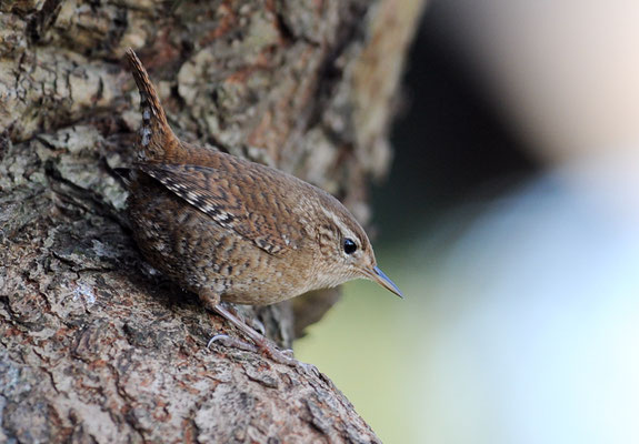 ZAUNKÖNIG, WREN, TROGLODYTES TROGLODYTES