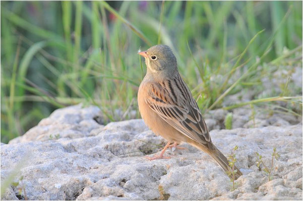ORTOLAN, ORTOLAN BUNTING, EMBERIZA HORTULANA