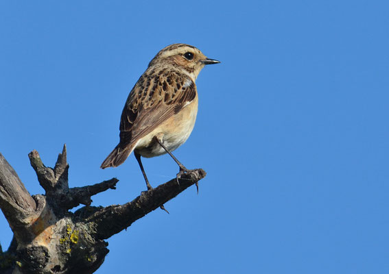 BRAUNKEHLCHEN, WHINCHAT, SAXICOLA RUBETRA