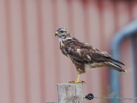 Mäusebussard, common buzzard, buteo buteo