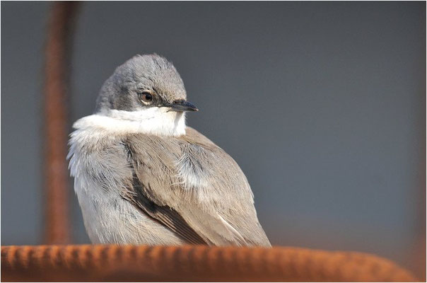 KLAPPERGRASMÜCKE, LESSER WHITETHROAT, SYLVIA CURRUCA