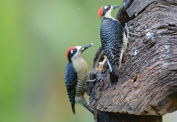SCHLÄFENFLECKENSPECHT, BLACK-CHEEKED WOODPECKER, MELANERPES PUCHERANI