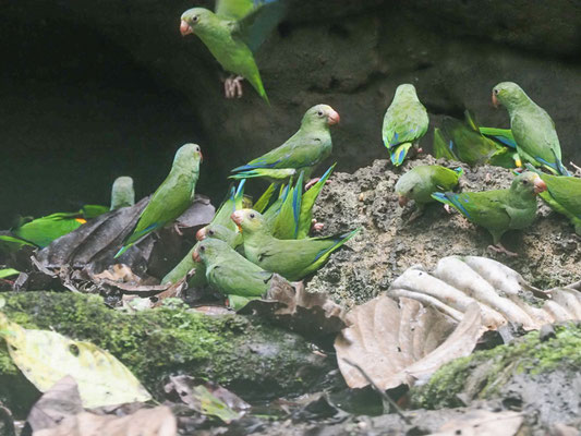 Kobaltflügelsittich, Cobalt-winged Parakeet - Brotogeris cyanoptera