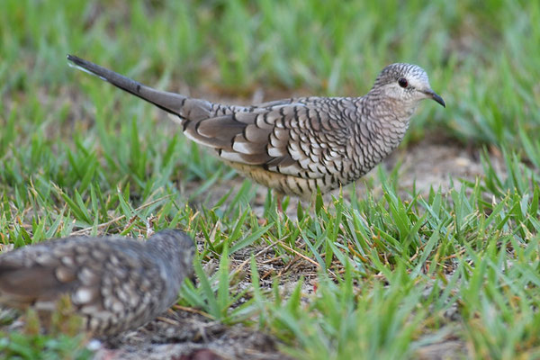 SCHUPPENTÄUBCHEN, SCALED DOVE, COLUMBINA SQUAMMATA
