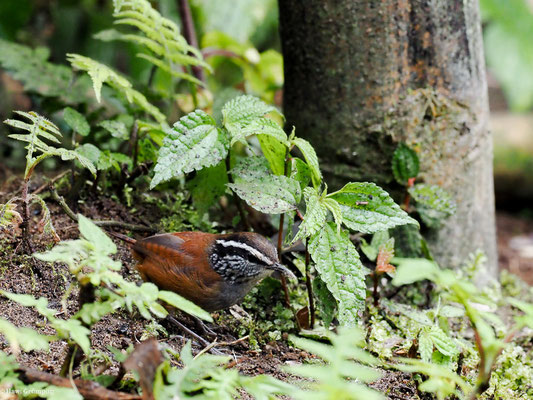 EINSIEDLERZAUNKÖNIG, GRAY-BREASTED WOOD-WREN - HENICORHINA LEUCOPHRYS