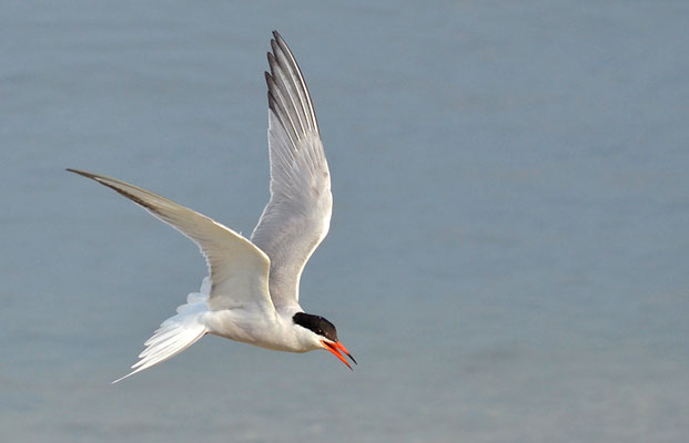 FLUSSSEESCHWALBE, COMMON TERN, STERNA HIRUNDO