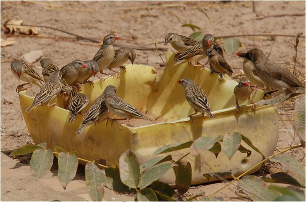 BLUTSCHNABELWEBER, PIN-TAILED WHYDAH, VIDUA MACROURA
