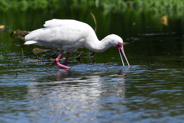 AFRIKANISCHER LÖFFLER, AFRICAN SPOONBILL, PLATALEA ALBA