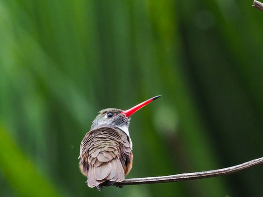 Rostbauchamazilie, Amazilia Hummingbird - Amazilia amazilia