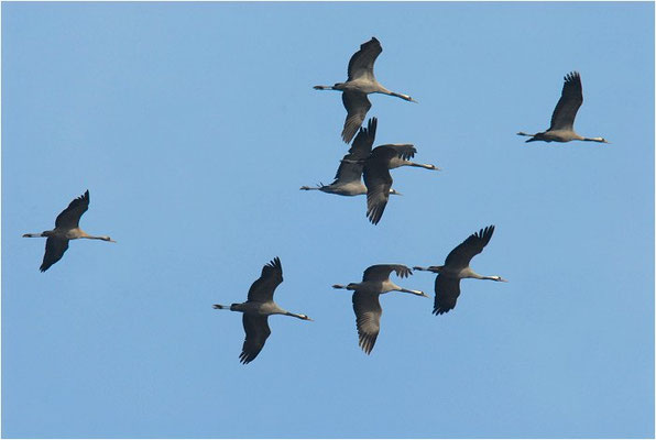 KRANICH, CRANE, GRUS GRUS
