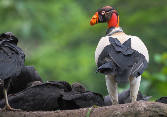 KÖNIGSGEIER, KING VULTURE, SARCORAMPHUS PAPA
