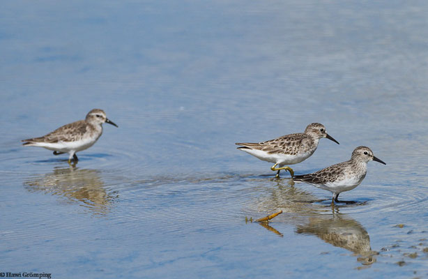 Wiesenstrandläufer (Least Sandpiper - Caladris minutilla), eine sehr kleine Limikolenart (kleiner als ein Sperling).