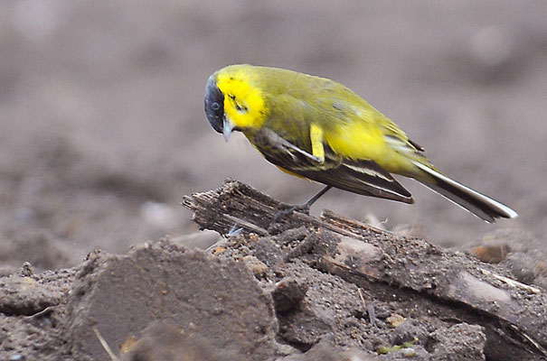 THUNBERGSCHAFSTELZE, YELLOW WAGTAIL THUNBERGI, MOTACILLA FLAVA THUNBERGI