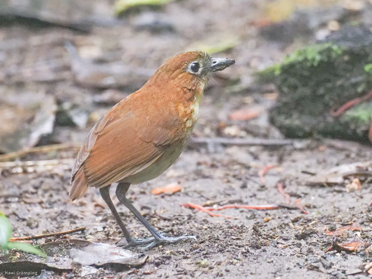 Gelbbrust-Ameisenpitta, Yellow-breasted Antpitta - Grallaria flavotincta